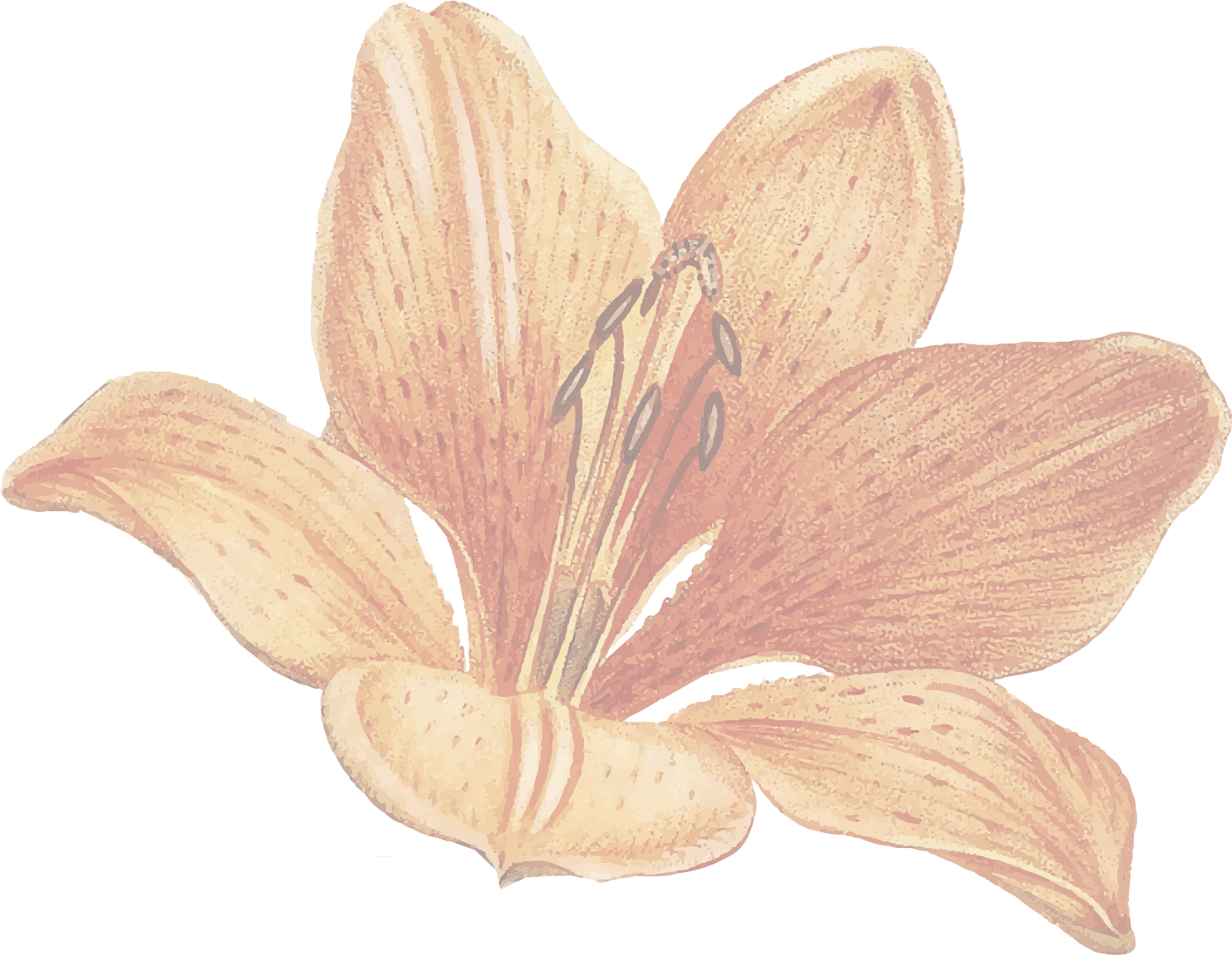 Lys-1